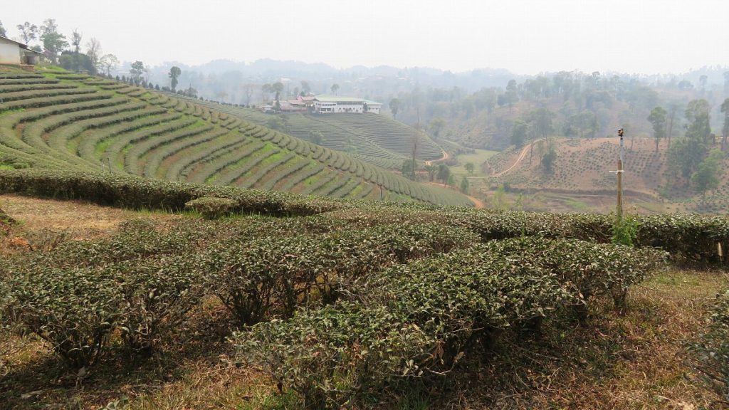 Phayapai-Tea-Valley