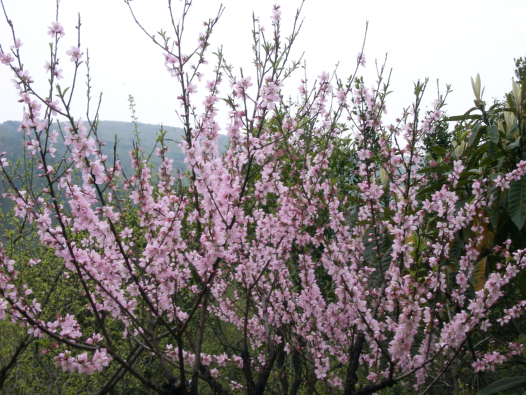 東山の茶と桃の花